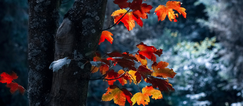 autumn-autumn-leaves-blur-close-up-589840