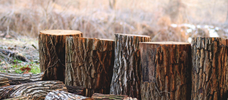 depth-of-field-photography-of-brown-tree-logs-923167